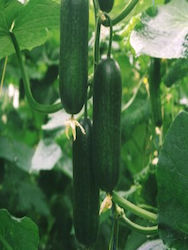 CUCUMBER HYBRID SHORT SEED CUCUMBER SINDY F1 500 SEEDS