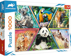 Animal Kingdom Puzzle 2D 1000 Pieces