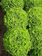 Fytro seeds Seeds Lettuce Gotham 5000pcs