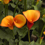 Gemma 816208 Seeds Calla