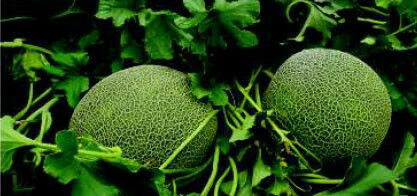 Rigakis Seeds Семена Пъпеш Полиника Rigakis Seeds Семена Пъпеш Полиника