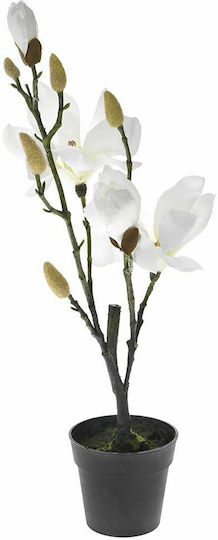 Magnolia in Potted Plant White Iliadis Magnolia in Potted Plant White Iliadis