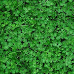 Agrogen Trifolium Repens 0.500kg