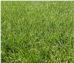 Festuca Fine Lawn Arundinacea 25gr