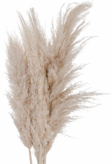 Decorativ Aripă Pampas Grass Bej Diosera