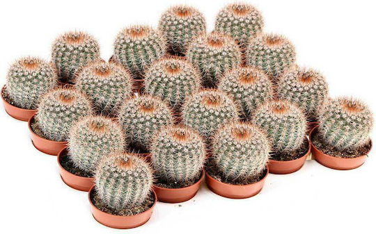 Cactus Schlosseri NOTOCSCHLOSS5.5CM