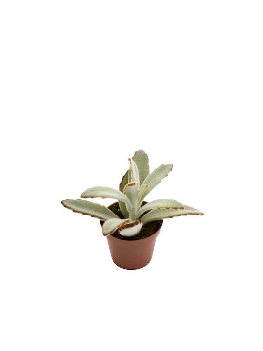 Green Leaf Kalanchoe Tomentosa Height 60cm