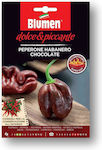 Blumen Πιπεράκι Καυτερό Habanero Chocolate Σπόροι Πιπεριάς