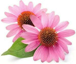 Geoponiki Echinacea Seeds 5gr