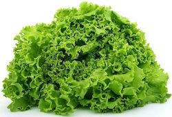 Geoponiki Lollo Bionta Seeds Lettuce 5gr