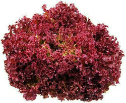 Geoponiki Lollo Rossa Seeds Lettuce 5gr