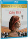 Lady Bird Blu-Ray