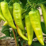 Seed Pepper Horn Bounty F1