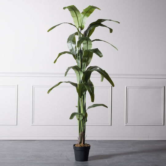 Πουλί του Παραδείσου Εξωτερικού Χώρου 190cm Supergreens