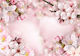 Self-adhesive Wall Mural Spring Cherry Blossom 294x210cm