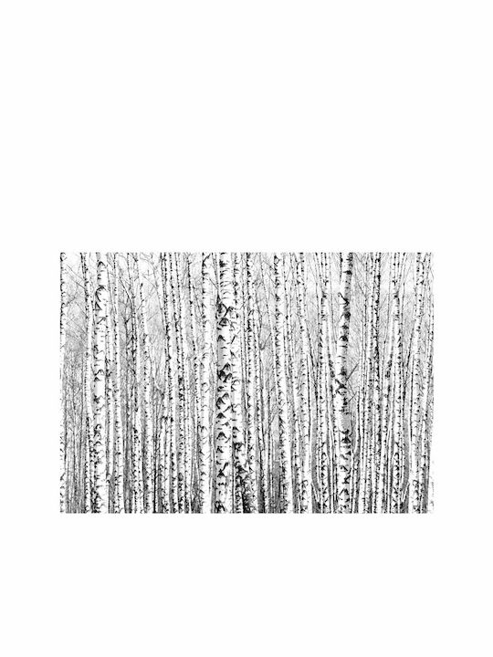 Fototapet de Perete 150x105cm Birch forest Tesatura