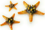 Oase BiOrb Sea Star Set Aquarium Ornament 46135