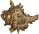 Espiel Decorative Seashell made of Polyresin Gold 14x12.5x9.5cm 1pcs
