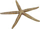 Espiel Decorative Starfish made of Polyresin 20.5x20.5x20.5cm 1pcs