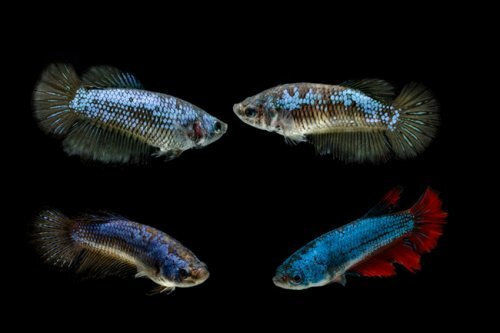 Abyssos Betta Splendens 3-4cm Female Assorted Ψάρι Ενυδρείου