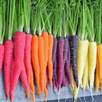 Γενική Φυτοτεχνική Αθηνών Πολύχρωμα F1 Seeds Carrot