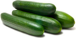 Wonderseed Seeds Cucumber Bamboo Green