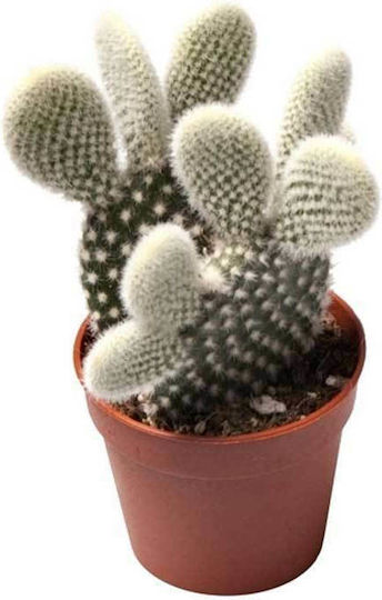 Opuntia 'albispina' 5.5cm