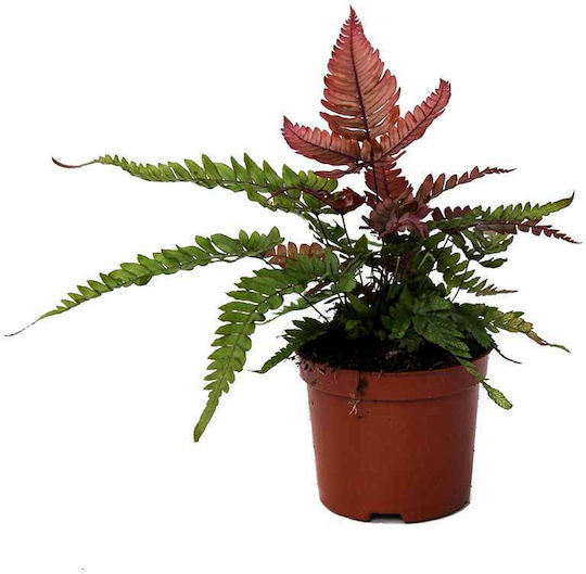 Pteris 'tricolor' 8.5cm