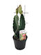 Hylocereus 'Drachenfrucht' 12cm