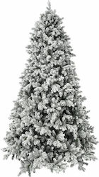 Copac Nins Sugan Pine 270cm