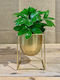 JK Home Decoration Horus Κασπώ Μεταλλικό Χρυσό με Βάση 15x15x20εκ.