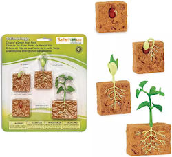Safari Ltd Life Cycle of A Green Bean Plant για 4+ Ετών