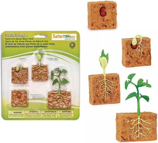 Safari Ltd Life Cycle of A Green Bean Plant STEM Εκπαιδευτικό Παιχνίδι Γνώσεων για 4+ Ετών