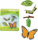 Safari Ltd Life Cycle of A Monarch Butterfly STEM Educational Game Knowledge for 4+ Years Old