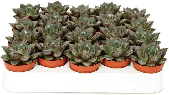 Purpusorum Purpusorum Graptpurp 5,5 cm Purpusorum Purpusorum Graptpurp 5,5 cm