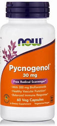 Now Foods Pycnogenol 30mg 60 Kräuterkapseln Now Foods Pycnogenol 30mg 60 Kräuterkapseln