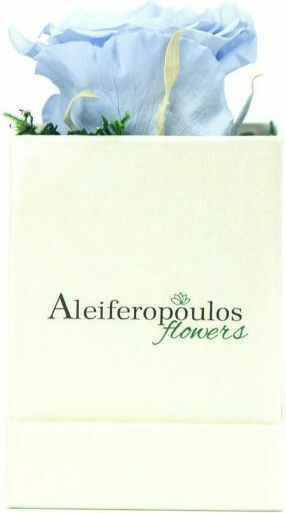 Trandafir Etern Light Blue 9cm în cutie Aleiferopoulos Flowers