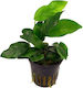 SonGrow Anubias Nana