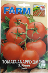 Primasem S. Pierre Seeds Tomatoς