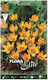 Gemma Crocus Bulbs 20 pcs
