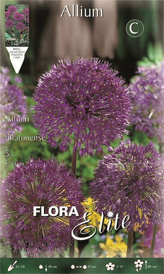 Gemma Allium Aflatunense Bulbs 5pcs