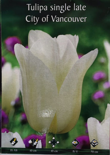 Gemma Bulb Tulipς White