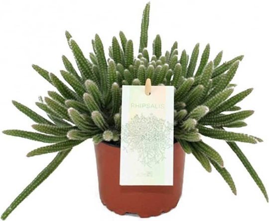 Rhipsalis horrida 10.5cm