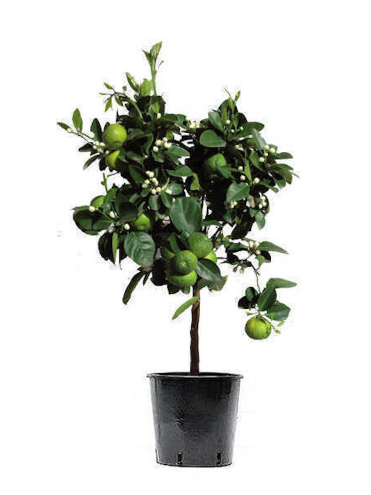 OEM Λιμεττία ή Μοσχολέμονο Λάιμ (Citrus x aurantiifolia) - 20 lt - 6-8