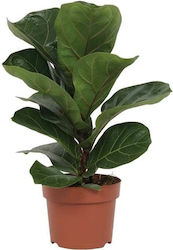 Ficus Lyrata 12cm