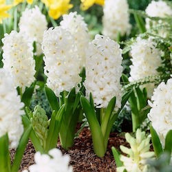 Bulb Hyacinthus White