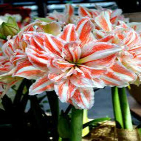 Dianthos Bulb Amaryllisς Dancing Queen White
