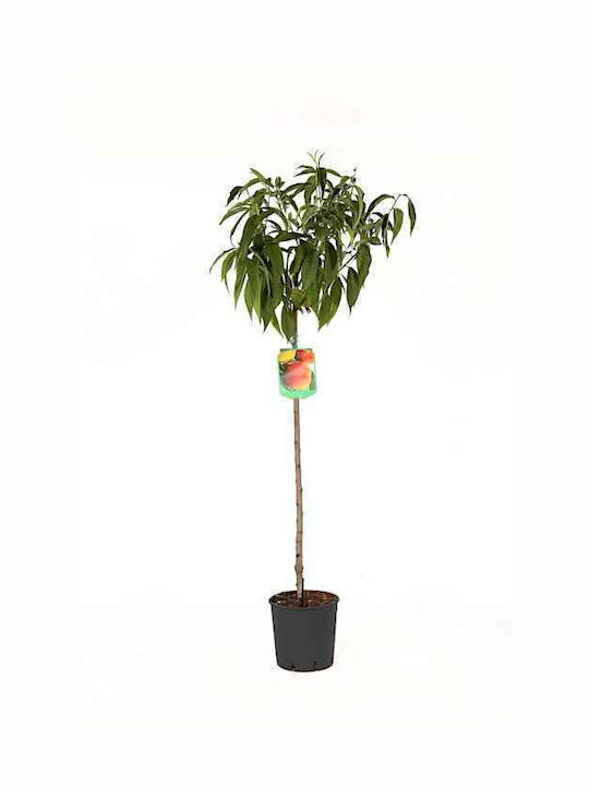 OEM Ροδακινιά Δέντρο (Prunus persica) - 9 lt - 6-8