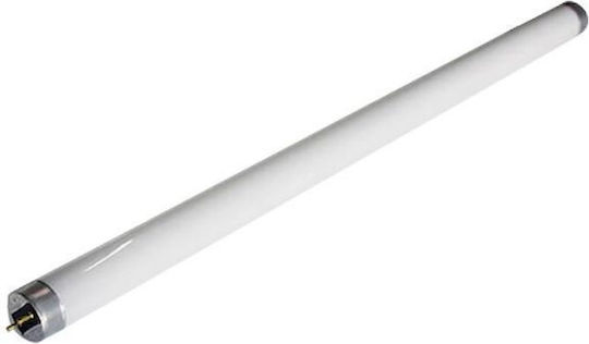 Giako Fluorescent Lamp for Socket G13 with Shape T8 10W
