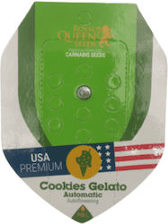 Royal Queen Seeds - Cookies Gelato - 1 seed